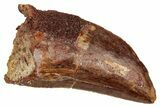 Bargain, Carcharodontosaurus Tooth - Real Dinosaur Tooth #341125-1